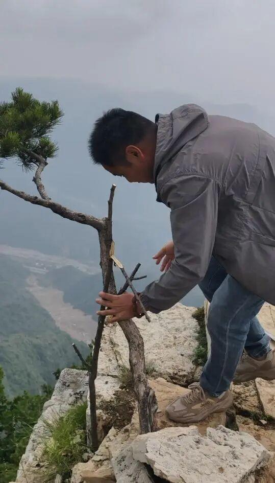 南太行红旗尖地标松被偷偷栽回原地