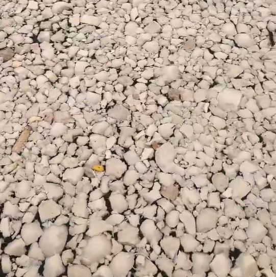 江面漂满白花花的馒头 鱼都快吃吐了 游客过度投喂引关注