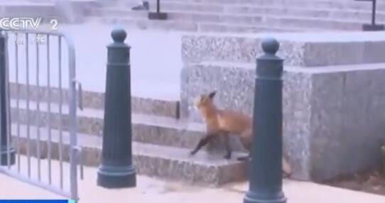 计划软件怎么用才准_美国一狐狸在国会大厦外咬伤9人：被查出得狂犬病