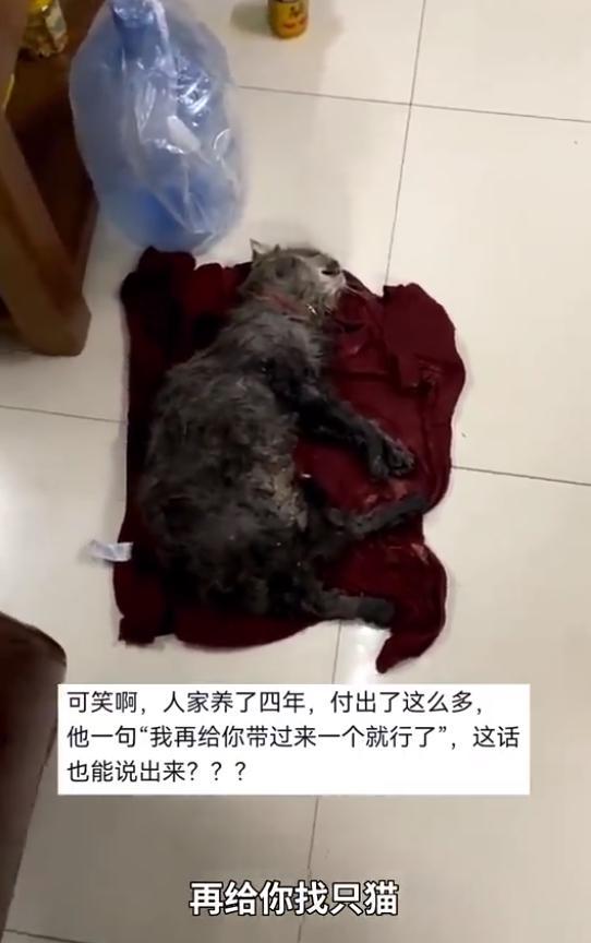 小区保安将业主宠物猫装袋扔河，物业回应：不就死了一只猫！