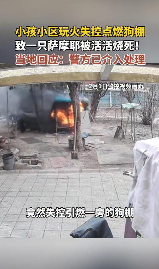 薩摩耶被兩娃燒死主人回應(yīng)質(zhì)疑
