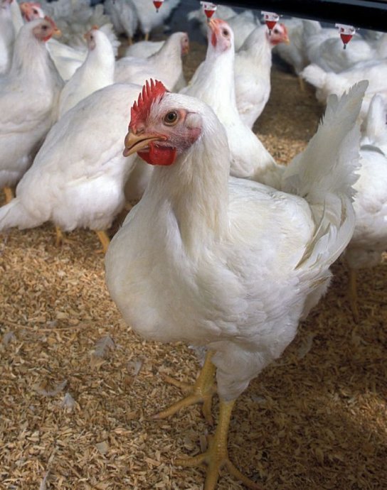 白羽鸡毛鸡价格1月内上涨10% 鸡源偏紧促反弹
