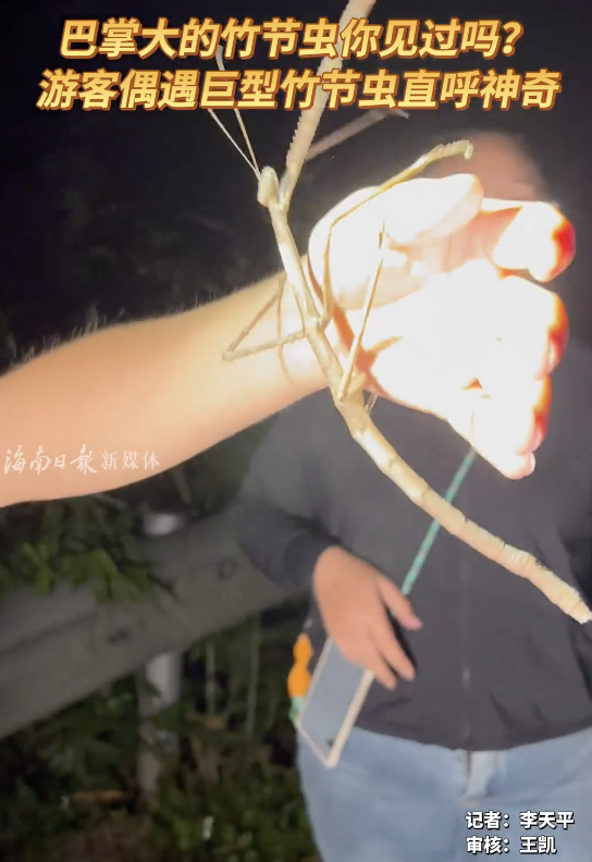 游客偶遇巨型竹节虫直呼神奇 罕见生物引围观