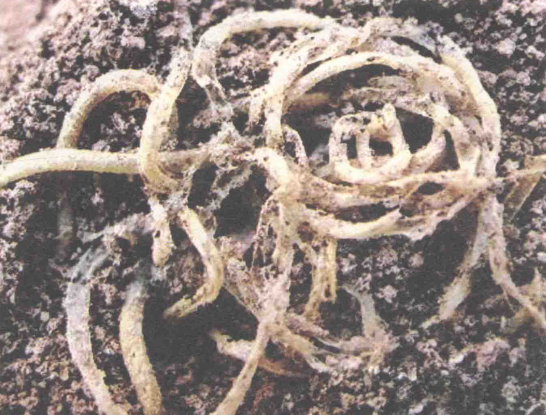 喇家遗址发现的距今4000年前的面条。