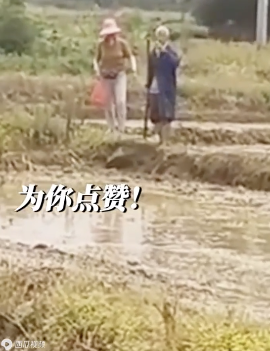 老人烈日下耕地農(nóng)機手免費幫忙 善舉溫暖人心
