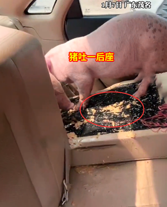 省钱吗？男子为省钱用轿车拉猪被吐一后座，花80元清洗