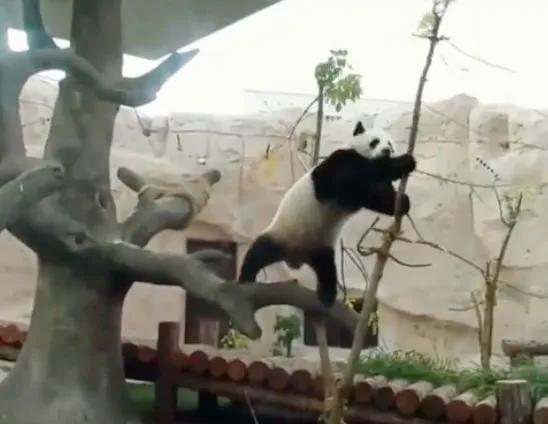 旅俄大熊猫体重增40公斤 网友：跟丫丫简直形成鲜明对比  