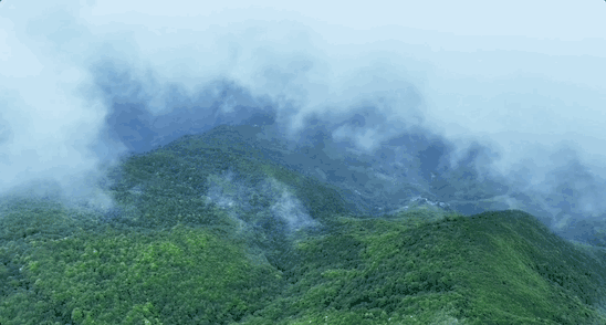 哀牢山：一山有四季 十里不同天