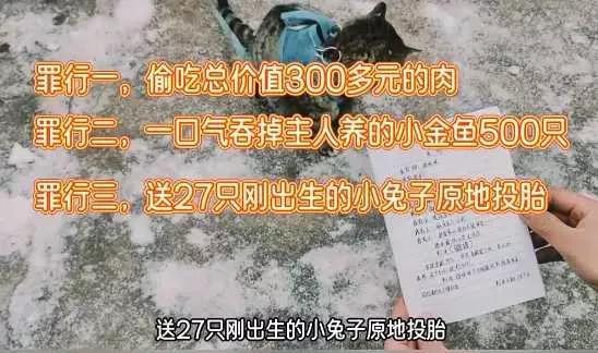 會(huì)拉車的網(wǎng)紅貓“喪彪”中毒死亡 趙朔評(píng)論區(qū)留言：養(yǎng)貓好難