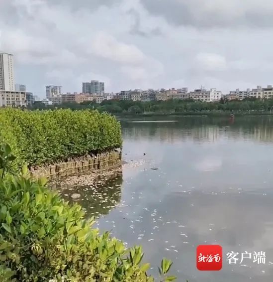 网传海口红城湖现大量死鱼 水环境突变致鱼群死亡