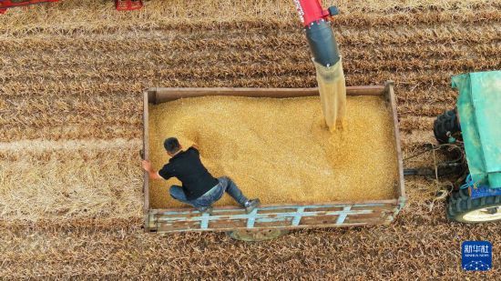 多地小麦进入成熟收割期 农机抢收忙