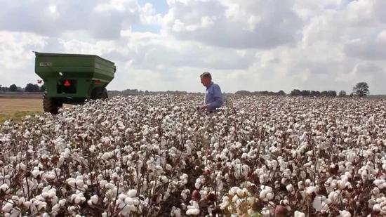  美国棉花生产却陷入每况愈下的境地。来源：GJ