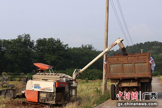 桂林崔家乡：机械化助力油菜生产，农户喜迎丰收季