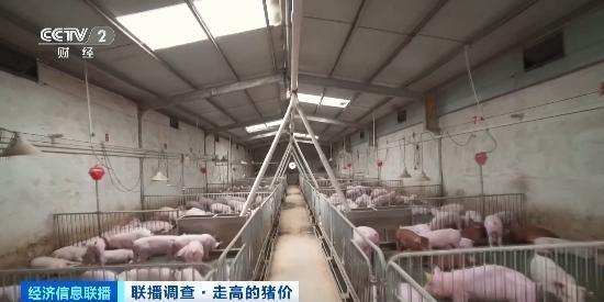 出栏一头猪赚约600元 养殖户盈利激增，增养意愿提升
