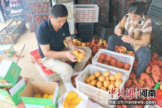 河南杞县：林果经济种出幸福生活，千亩梨园香满径