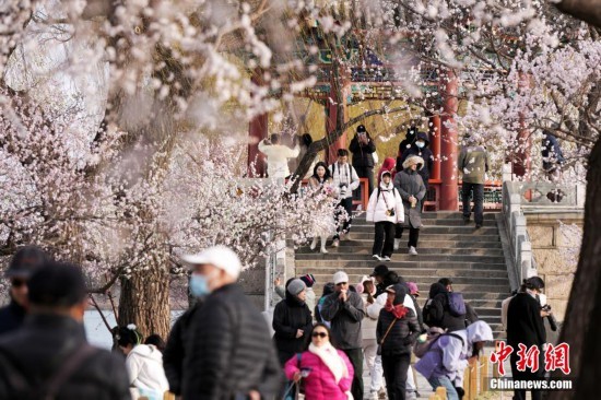 颐和园西堤山桃花盛开引客来 赏花佳期至