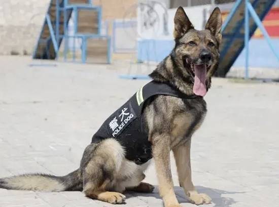 4只警犬被通报：敌我不分 殴打同事 警犬“批评”走红网络