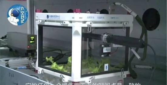 航天员在天际养上向日葵了 天际种菜的机要与意旨