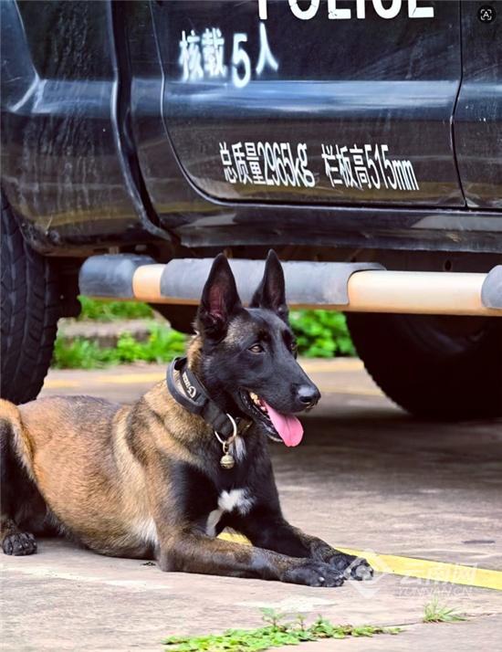 民警行动中坠楼，缉毒犬苦守半年