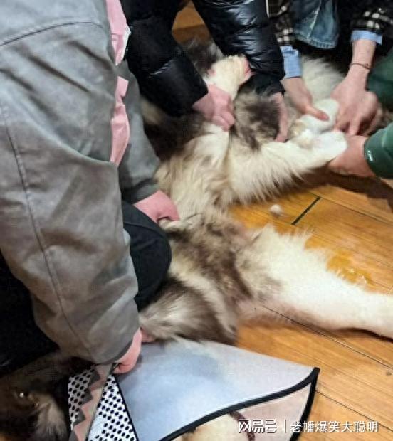咬人阿拉斯加被安乐死犬主遭网暴