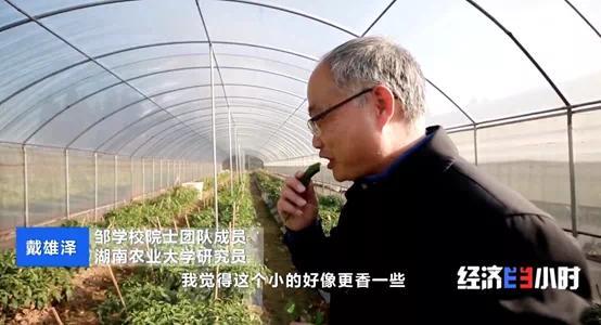 辣椒一斤卖300元？！你吃过吗？