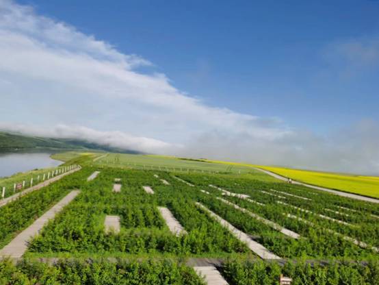 【美丽中国·网络媒体生态行】世界上最大农作物太极图有多美？