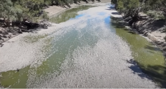 澳洲一河现数百万条死鱼 河面上的死鱼臭气熏天