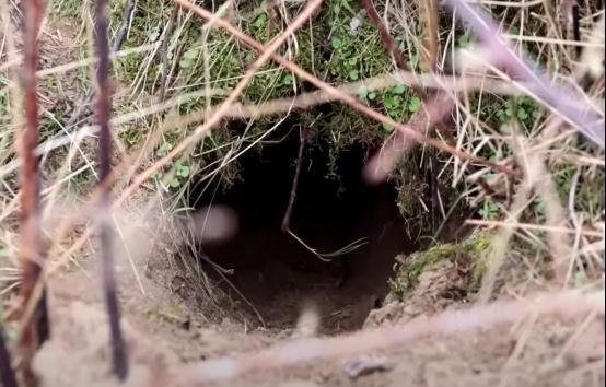 数千狗獾挖洞致轨道下沉，荷兰铁路一度瘫痪 工人用肉引獾出洞