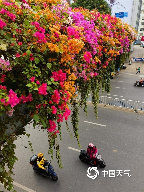 嬌豔又浪漫！秋季的南寧街道三角梅花開正豔