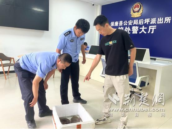 兩條大鯢覓食迷路 警民接力救助 攜手護(hù)送“水中熊貓”