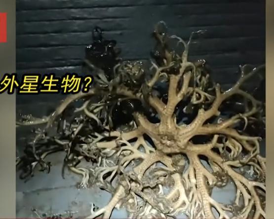 男子回家路上遇神秘生物：触手密密麻麻 张牙舞爪晃动极其怪异