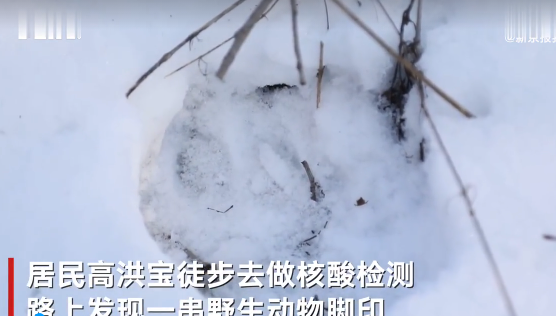 黑龙江居民做核酸路上发现大脚印 或为野生东北虎所留？