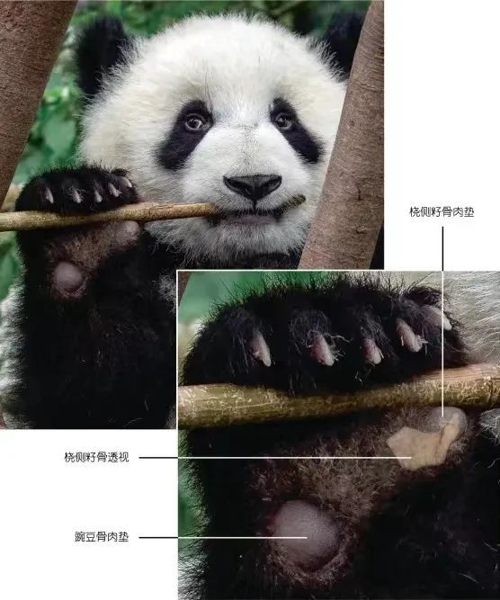化石为证！大熊猫吃竹已有600万年