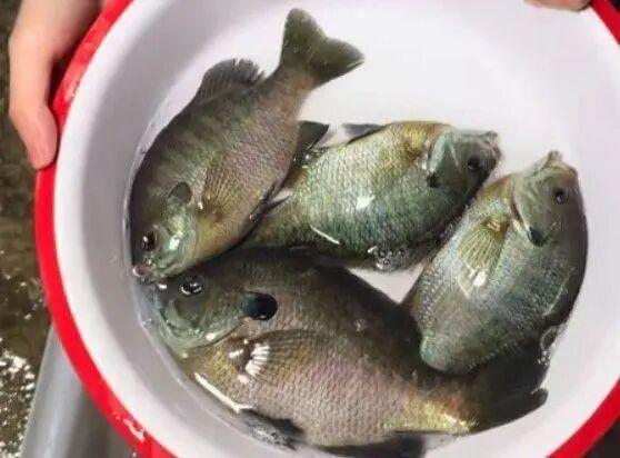 成都多湖钓起“黑耳”怪鱼