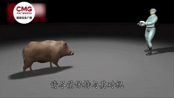 北京西山森林公园惊现野猪 多方回应 增设警示加强监测