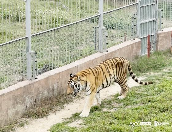 东莞一动物园两老虎瘦骨嶙峋引关注 老年虎健康状况受热议