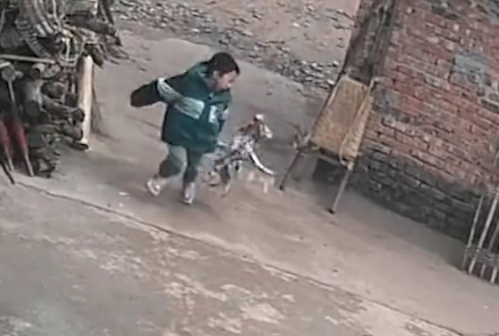 男孩回老家被大公鸡猛追吓哭，妈妈：这只鸡保不住了