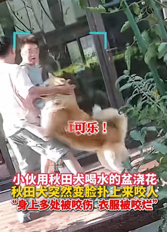 朋友用狗喝水的盆澆花被狗撕咬 主人透露更多