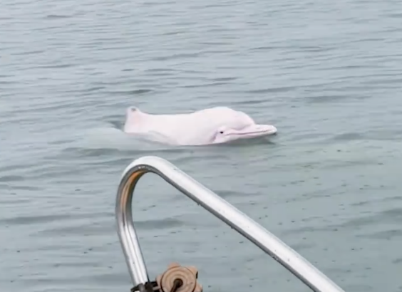 今天的快乐被粉色海豚承包了 偶遇幸运瞬间