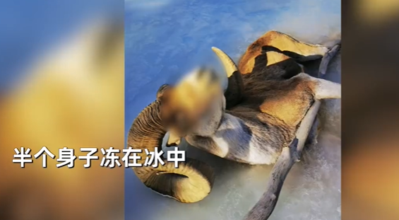 女子抚摸冻僵羊 网友急喊不要碰