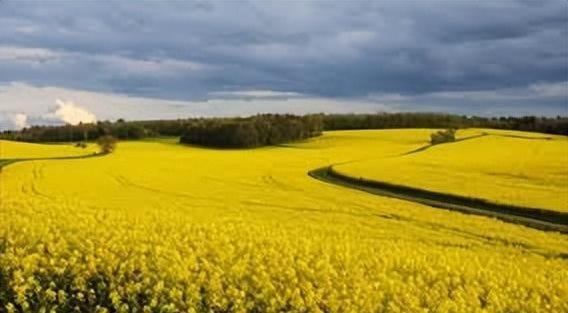 加拿大经济为何离不开中国 寻找经济新出路