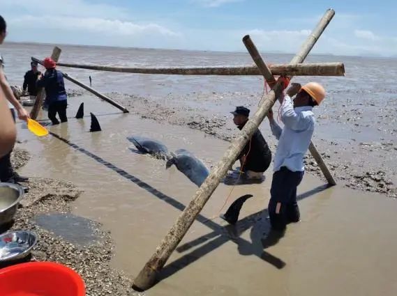 6天16头！鲸类频繁搁浅为哪般