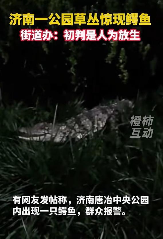 济南一男子公园散步时遇鳄鱼