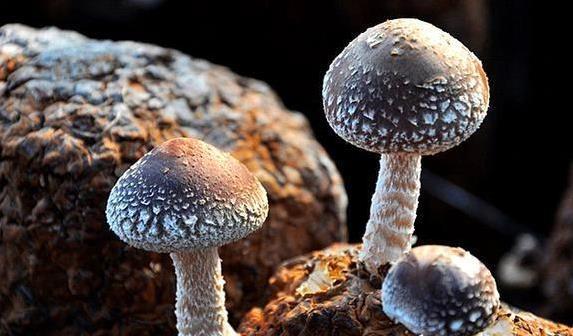 厨房鲜味翻倍！自制3种调味料，健康无添加，味精靠边站