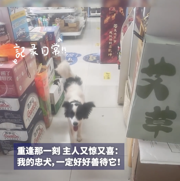 小狗被医院宣布死亡后跑回家 奇迹生还引发关注