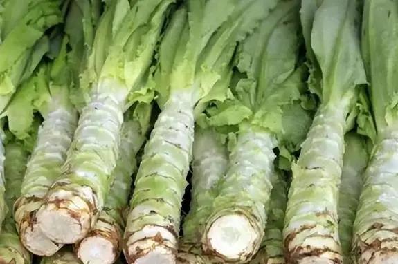 莴苣是莴笋吗？莴笋叶是油麦菜吗？区别挺大，别再弄错了，涨知识