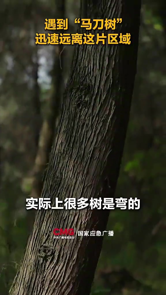 遇到“马刀树”“醉汉林” 快跑
