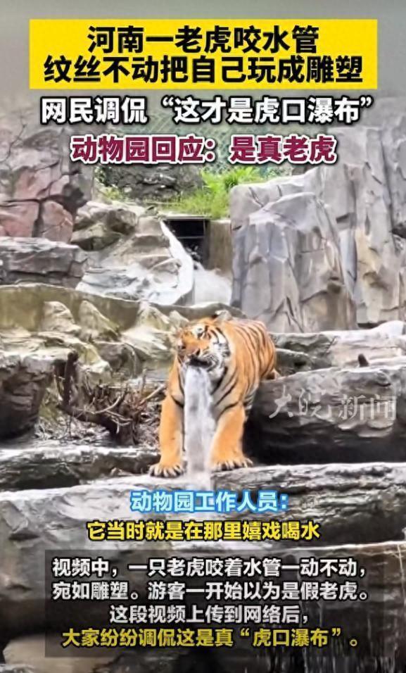 老虎咬水管纹丝不动把自己玩成雕像