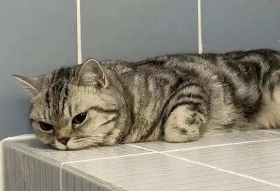 泰国猫咪袭警超萌入狱照走红 猫薄荷惹的祸