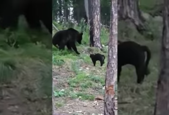 俄罗斯黑猫逼退棕熊 主人：不知道它这么勇敢